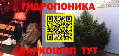 шишки Аша